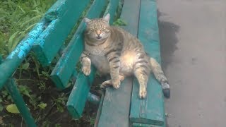Бать тебе нормально 2