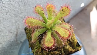 Drosera Venusta!