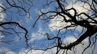 90113 天空樹枝Scenery Tree & Cloud P21- 5625b    t