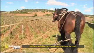 Métiers oubliés : le travail des chevaux de trait - La Quotidienne la suite