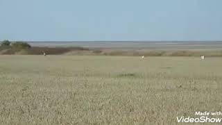 Охота с грейхаундом