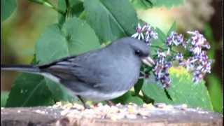 Dark Eyed Junco