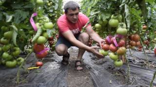 Томат Пинк Мани F1 - Quality Seeds. Опыт выращивания. Краснодар. 8 июня 2017