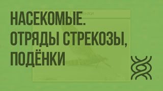 Насекомые. Отряды Стрекозы, Подёнки. Видеоурок по биологии 7 класс