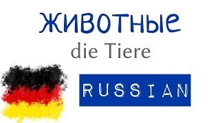животные - немецкие предложения на русском - A1, A2 - немецкий для начинающих с нуля (12)