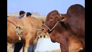 Fine Cattle farm || Cow Mandi 2018 || Karachi Cow Mandi 2018