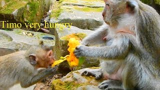 Poor Timo very hungry request food from mom many time but mom not allow and hit him / Monkey Post