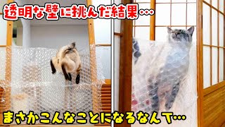 【悲劇】透明の壁で部屋を封鎖したら愛猫に悲しい結末が…