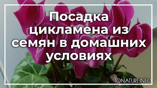 Посадка цикламена из семян в домашних условиях | toNature.Info