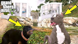 YAVRU PİTBULL YARAMAZ KÜÇÜK ROTTWEILER İLE TANIŞIYOR! - GTA 5