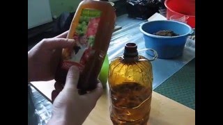 Обработка от болезней и вредителей саженцев винограда в комнатных условиях.