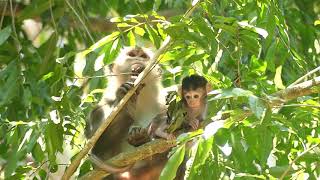 Alba Baby Hungry No Milk