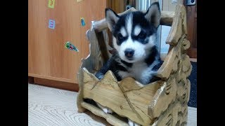 Хаски и реакция детей на появление щенка дома-Супер Хаски!-Husky Siberian-Incredible Huskies