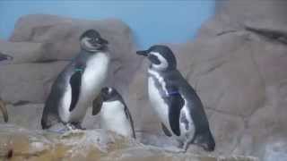 ACQUARIO di GENOVA in HD - VASCA DEI PINGUINI - 3.8.2015