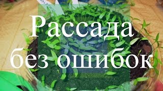 Рассада перца и баклажанов. Как избежать ошибок. (19.02.16 г.)