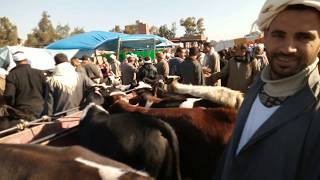 اسعار بقر القنية في سوق المواشي بقطور 3/1/2020