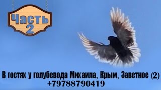 В гостях у голубевода Михаила, Крым, Заветное (39/2)