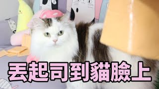 起司挑戰！臉上被丟起司的貓都會被瞬間封印？那就來試試丟自家的貓吧！【赤井】