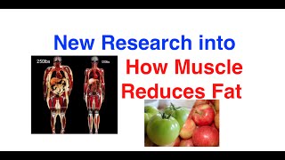 How Muscles Reduces Fat- New Research