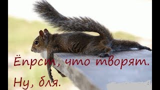 Спаривание животных. Надо видеть.