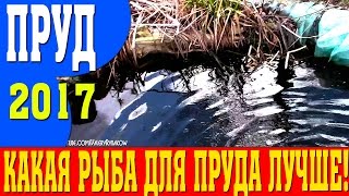 Пруд видео 2017: пруд весной - какая рыба для пруда лучше! Пруд своими руками!