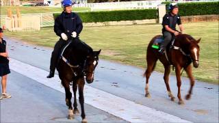Our STRATUM x Bethany gelding after track work with Tony Gollan (Dec 2013)
