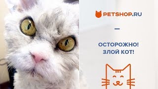 ПОЧЕМУ КОШКА ЦАРАПАЕТСЯ И КУСАЕТСЯ?