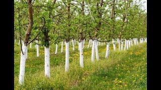 Побелка плодовых деревьев осенью