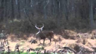 Deer in my Underwear?             the Casual Rut?