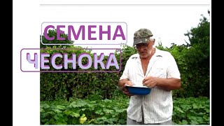 Семена ЧЕСНОКА как мы их собираем