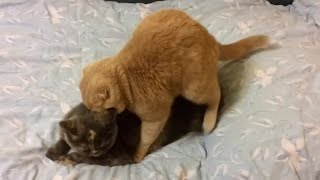 кошка MIKA кот мяукает прикол с кошкой прикол над своим котом