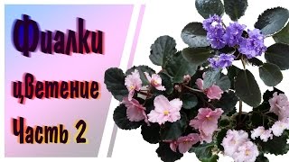 Фиалки цветение Часть2
