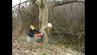κοψιμο καρυδιας(part1)   tree cutting!!!