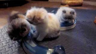 persian & HImalayan bi color Kittens playing at purrfectkeeperz