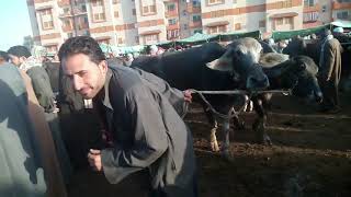 اسعار الجاموس الوالد في سوق الثلاثاء بالمحلة 7/1/2020