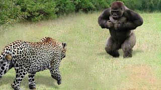 Этот Леопард Связался Не с Тем Соперником!!! Редкие Сражения Животных , Снятые на Камеру!