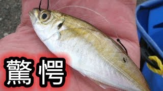 アジの泳がせ釣りに突然竿をベシ曲げ襲ったのは・・・