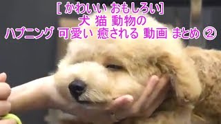 [ かわいい おもしろい ] 犬 猫 動物 のハプニング 可愛い 面白い 癒される 2019  動画 まとめ ②