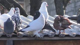 01.01.20. Тренировка голубей(2020) Pigeon Training (2020)