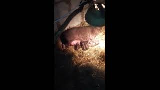 Опорос вьетнамской вислобрюхой свиньи