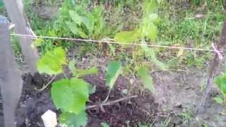 Виноград АГАТ ДОНСКОЙ поэтапное развитие куста (3 часть)