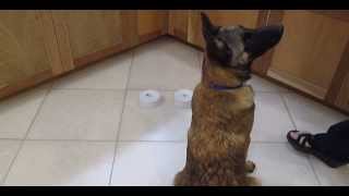 Scent Discrimination Game - 5 month Belgian Malinois