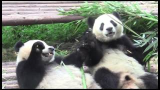Chengdu Giant Panda Breeding Research Base (成都大熊猫繁育研究基地)