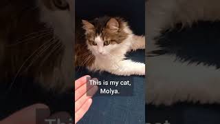 This is my cat - изучение английских слов #shorts