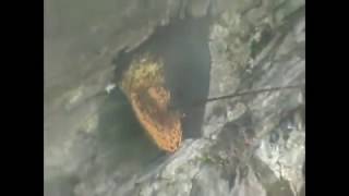 MENGERIKAN!!! INILAH PROSES PANEN MADU LEBAH APIS LABORIOSA DI NEPAL