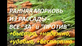 Морковь из рассады. Плюсы и минусы. Сибирская дача