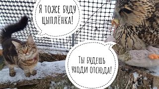 Кошка Морошка нанесла утренний визит сове Ёлке, занесла ей завтрак и отправилась делать всякие дела