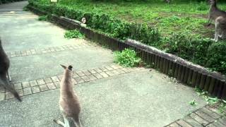 カンガルーだらけ。埼玉県こども動物自然公園