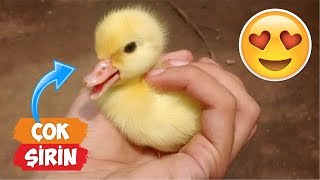 En Şirin Yavru Ördek Videoları Derlemesi! | [2018 Derleme] ● Eğlenceli Anlar