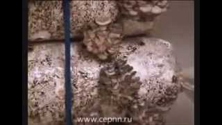Изготовление грибных блоков вешенка в домашних условиях
